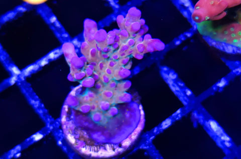 Amethyst Acro Frag