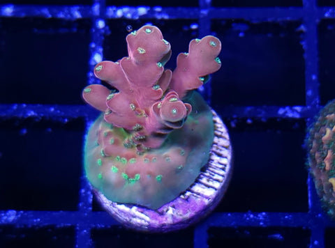 Cherry Blossom Acro Frag