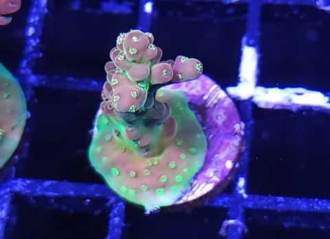 Cherry Blossom Acro Frag