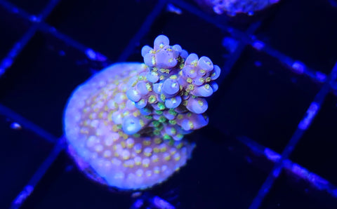 Fireworks Frag