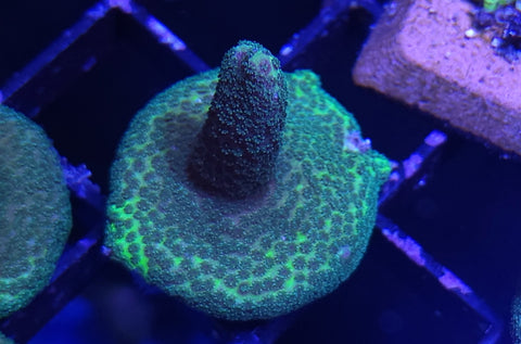 Digi Frag