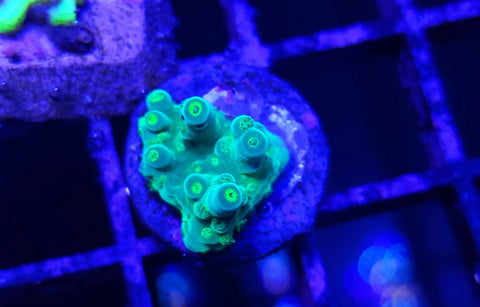 Alien's Blood Acro Frag