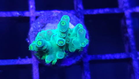 Alien's Blood Acro Frag