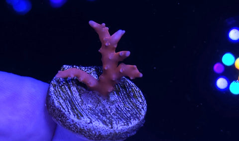 Tnt Frag