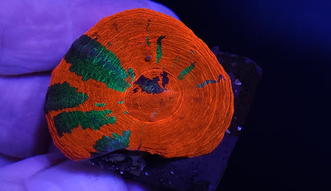 Scoly frag