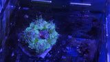 Rock Flower anemone