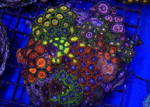 Copy of Zoa garden