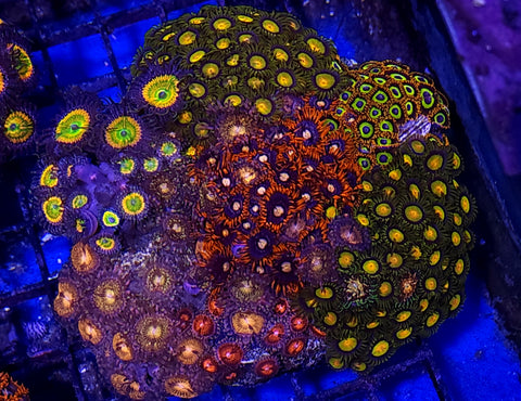 Copy of Zoa garden