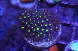 Electric Daisy Stylocoeniella