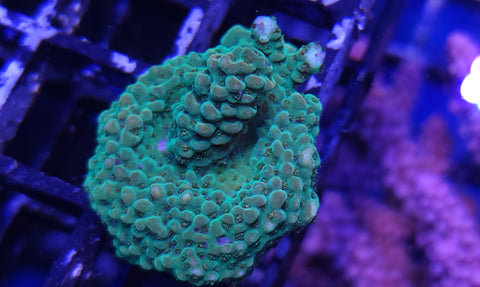 Acro frag