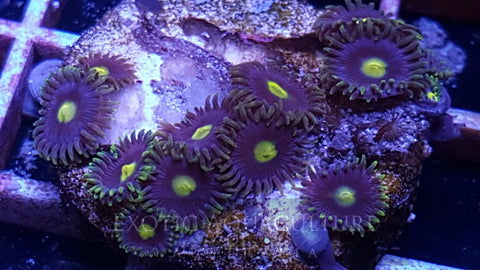 Alien Eyes Zoanthids