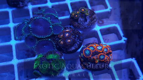 Frag Pack 3 - WYSIWYG