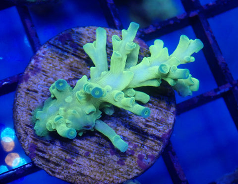 Echinata Frag