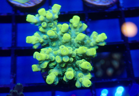 Mellow Grellow Acro Frag