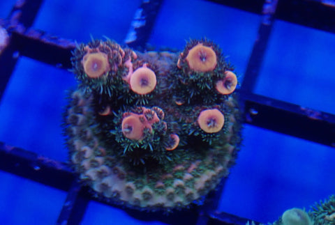 Mille Frag