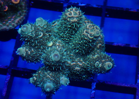 Millie frag