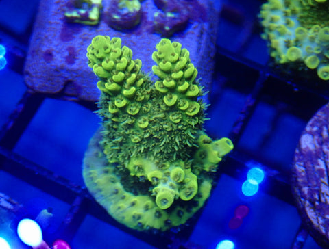 Yellow Dragonfruit Acro frag