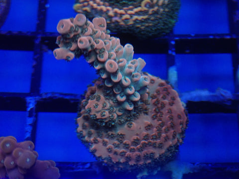 Peach Ice Tea Acro frag - wysiwyg