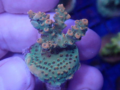 Peach Ice Tea Acro frag