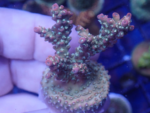 Pink Lemonade Acro frag