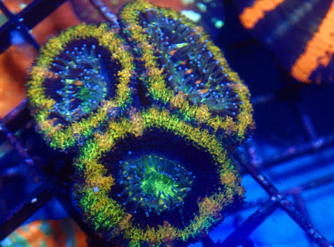 Ultra Acan frag