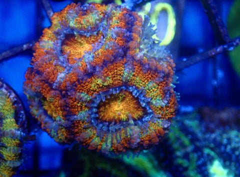 Rainbow Acan frag