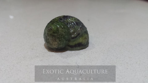 Turbo Snails -5 pack