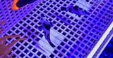 Black Storm Clown Pair