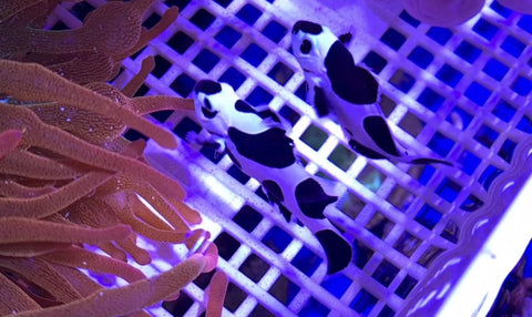 Black Storm Clown Pair