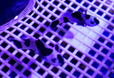 Black Storm Clown Pair
