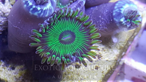 Green People Eater
