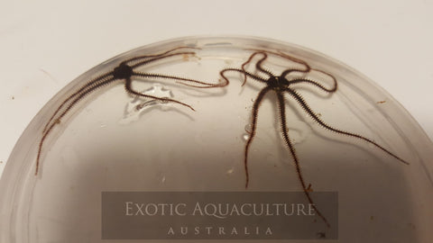 Micro Brittle Stars