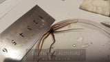 Micro Brittle Stars