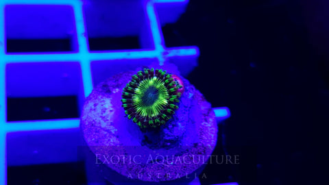 Acid Star