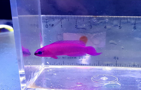 Orchid Dottyback - Tank Bred and Raised