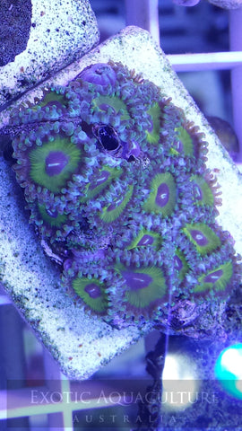 Scuttlebutts
