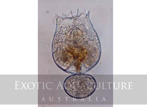 Live SS-type Rotifers